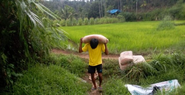 langsir kuning